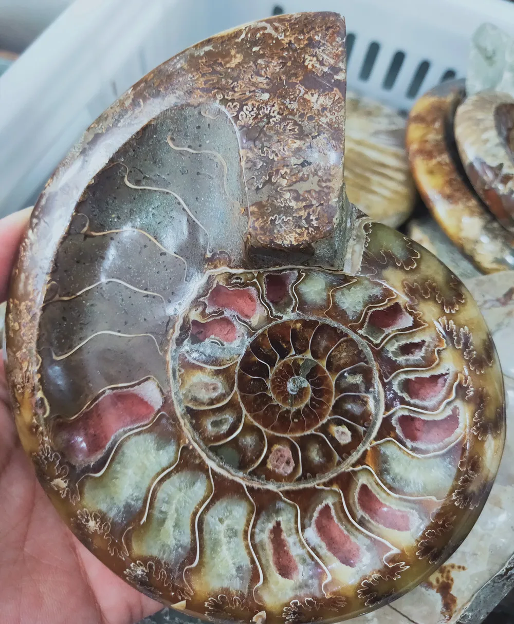500 г Хрустальная пепельница натуральный раковины fossil чаша аммонит кварц