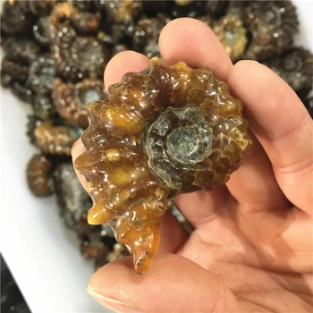 

Rare ammonite fossil natural gem mineral specimen Halloween gift