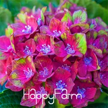 20 шт./лот Гортензия макрофилла "Волшебная Коллекция" растения бонсай Горшечное растение DIY домашний сад, CG810Z