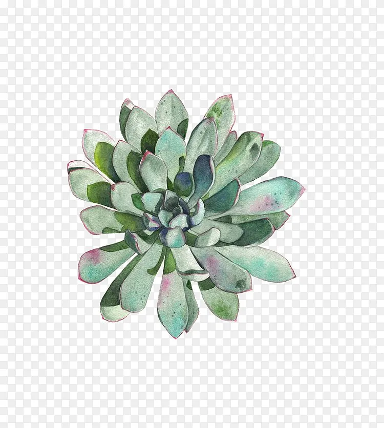 多肉植物png图片素材免费下载 图片编号yvmvoznp Pngbag素材网