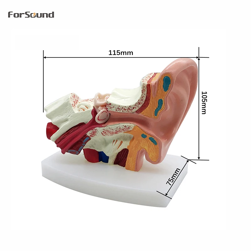 

1.5X Enlarge Ear Anatomy Model Ear Anatomical Model for Hearing Aid