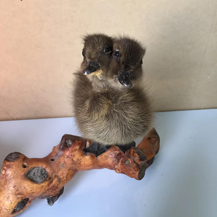 Taxidermy утка двуглавый черный/коричневый утенок oddity подарок,# a8