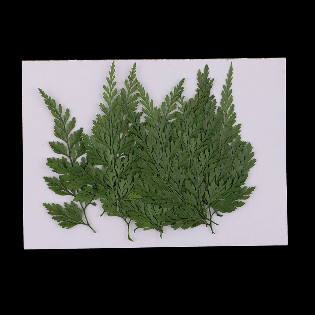 12pcs Pressed Dried Flowers Dry Fern Leaves for DIY Arts Craft Bookmark Card Natural Real Leaves for Scrapbooking Making Decor