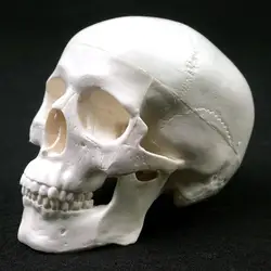 Mini Skull Human Anatomical Anatomy Head Studying Anatomy Teaching Supplies Skull Model Human Anatomical Model Medicine