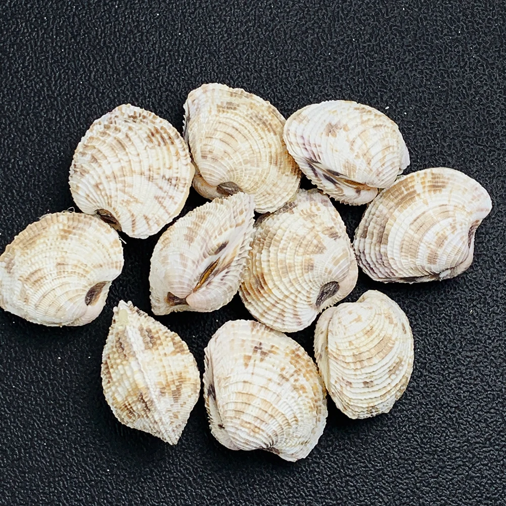2PCS 3-4cm Natural Conch Shell Flower Basket Curtain Clam Collection Rare Specimen Teaching Scallop Paleontology Aquarium Decor | Дом и сад
