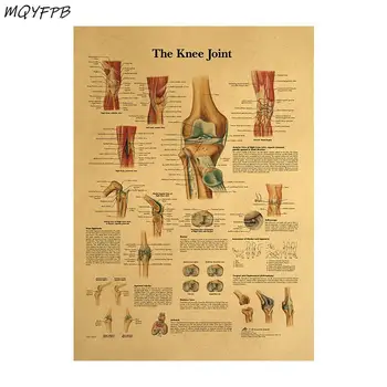 

Human Body Illustration-Knee Kraft Paper Poster Wall Stickers Home Decoration Painting Room Picture 42x30cm
