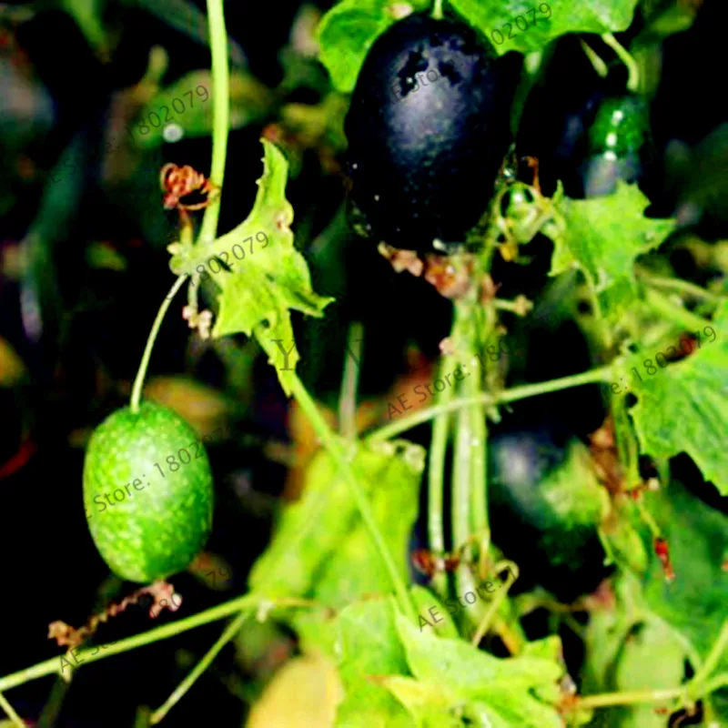 10 шт./пакет с накатанной головкой арбузно-Флорес, Cucamelon бонсай фруктовых растения, без ГМО растения легко растить светодиодные фонари для дома и сада