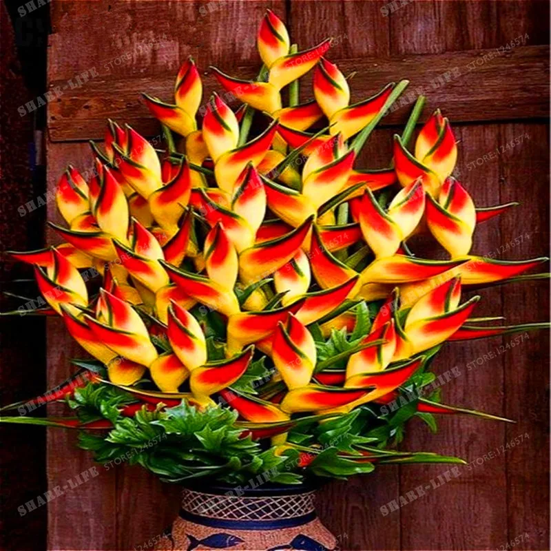 Комнатное растение в горшке, цветок апельсина Strelitzia Reginae, бонсай, райская птица, бонсай, jadim Bonsai Sementes, 100 шт, домашний сад