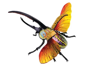 

Hercules beetle 4d master puzzle Assembling toy Animal Biology organ anatomical model medical teaching model