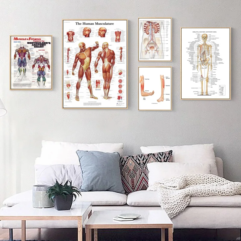 Анатомическая патология анатомический постер мышечная и фитнес классические