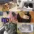Собака Перевозчик Собака Рюкзак Кошка Транспортная Сумка Pet Транспортная Сумка Дорожные Сумки Авиакомпания Одобрила Перевозчик Для Кошек Аксессуары Для Собак