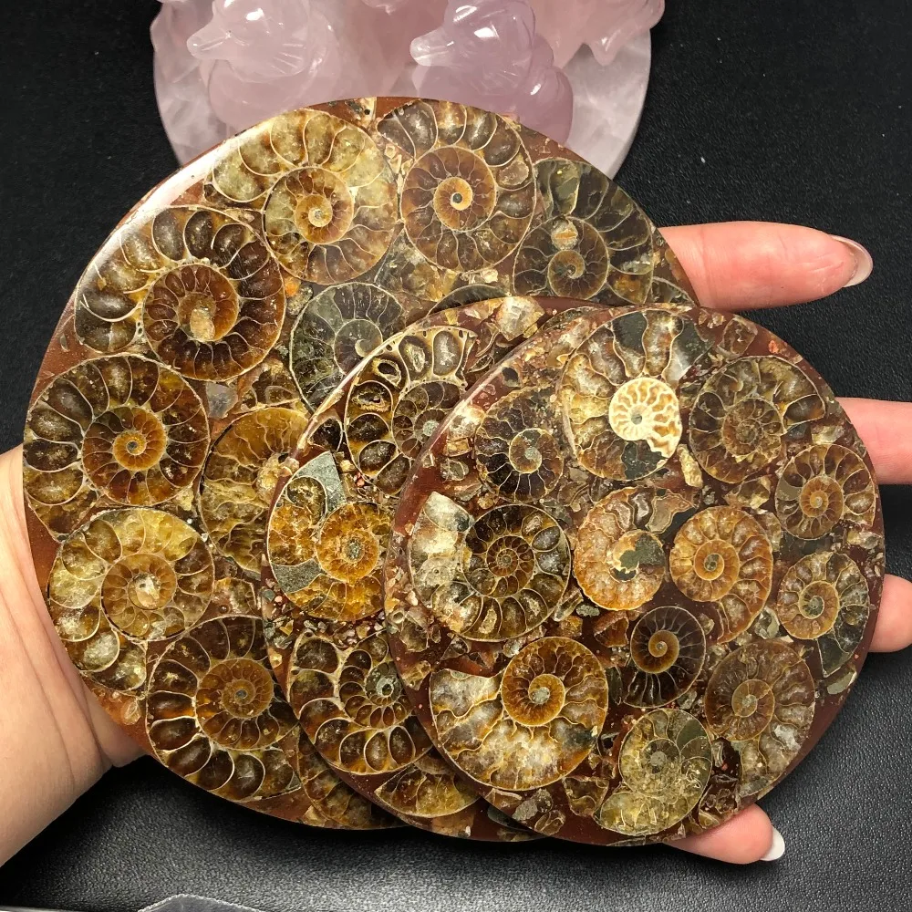 1 шт. аммонит Fossil Slice Plate Natura Shell a compassl Мадагаскар FOSSIL с лечебным действием, образцы