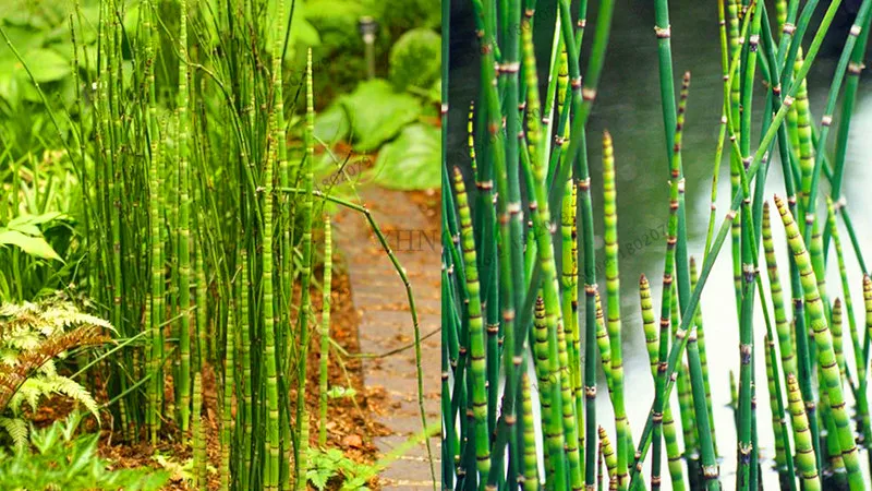 60 шт. Свежие Бамбуковые растения Moso 99% Bambu Bambusa Lako Tree Plantas DIY домашние садовые украшения бонсай дом