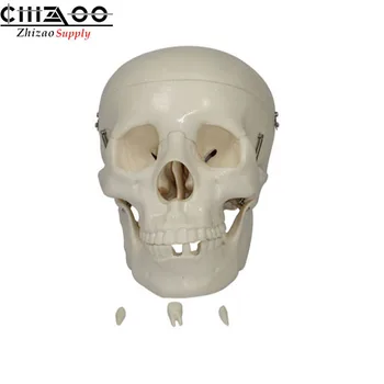 

Anatomical Life Size human adult skull Anatomy Model