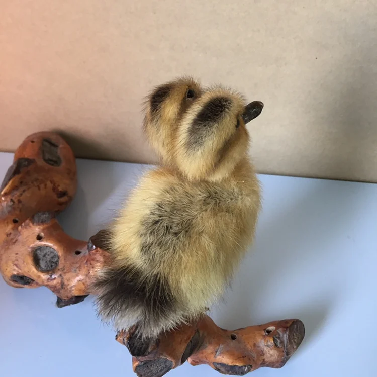 Taxidermy duck two headed yellow duckling oddity gift,#a3