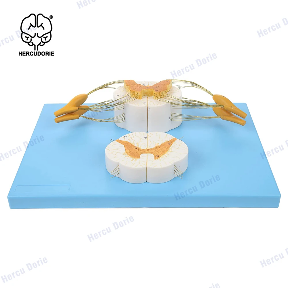 

Увеличенная модель спинномозгового шнура, 5 жизненных нервов плюс передние и задние нервные корни и позвоночник,