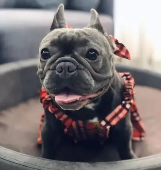 

dog dress pet clothes dogs clothes dog dresses for small medium dog cat dress dress dog puppy clothes dress for dog Size XXL