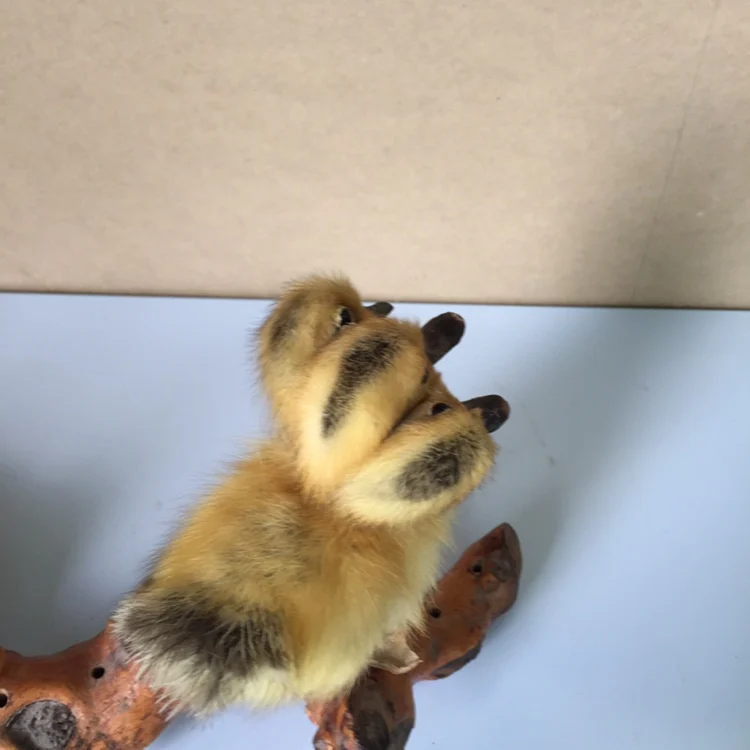 Taxidermy утка 3 головы желтый утенок oddity подарок,# b7