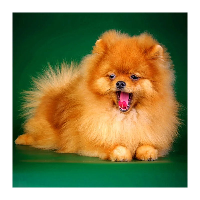 HTB1hb.Pn3vD8KJjSsplq6yIEFXaP