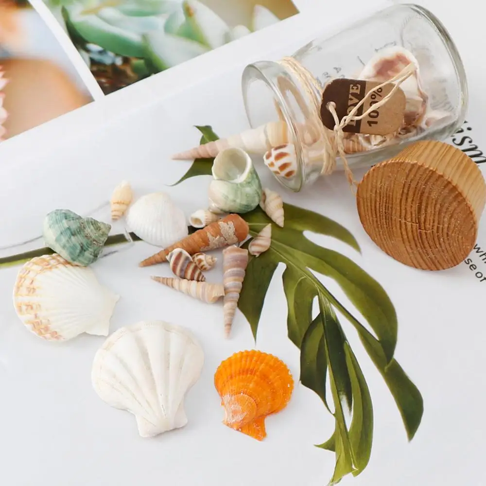 50 г Cowry CowrieRound Пляжная мода ракушки морские для DIY украшения ремесла аксессуары