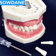 High Quality Model Dental Universal Plate Type Removable Teeth Soft Gum Study Tooth Model for New Dentist Traning in school High Quality Model Dental Universal Plate Type Removable Teeth Soft Gum Study Tooth Model for New Dentist Traning in school