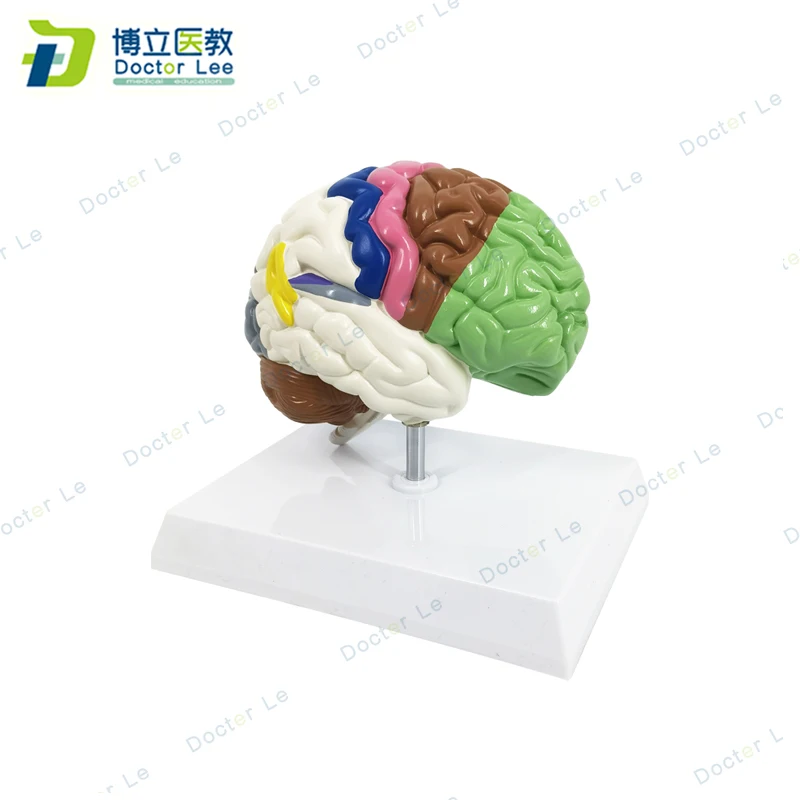 

Life size half right brain model with different functional area anatomical brain model for medical science teaching