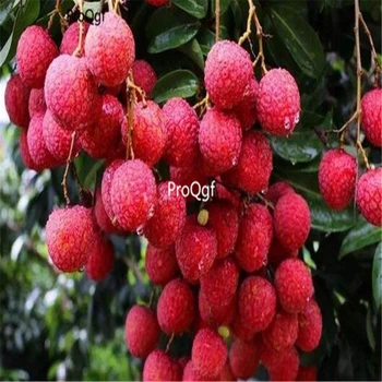 

Ngryise 100Pcs A Set guangdong conghua Litchi