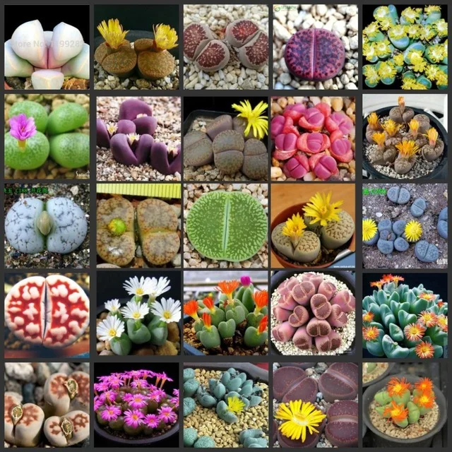 100 ОО-гигантский Монстр помидор OoEasy PSe-edsing Farming vegetales Tomate semillas