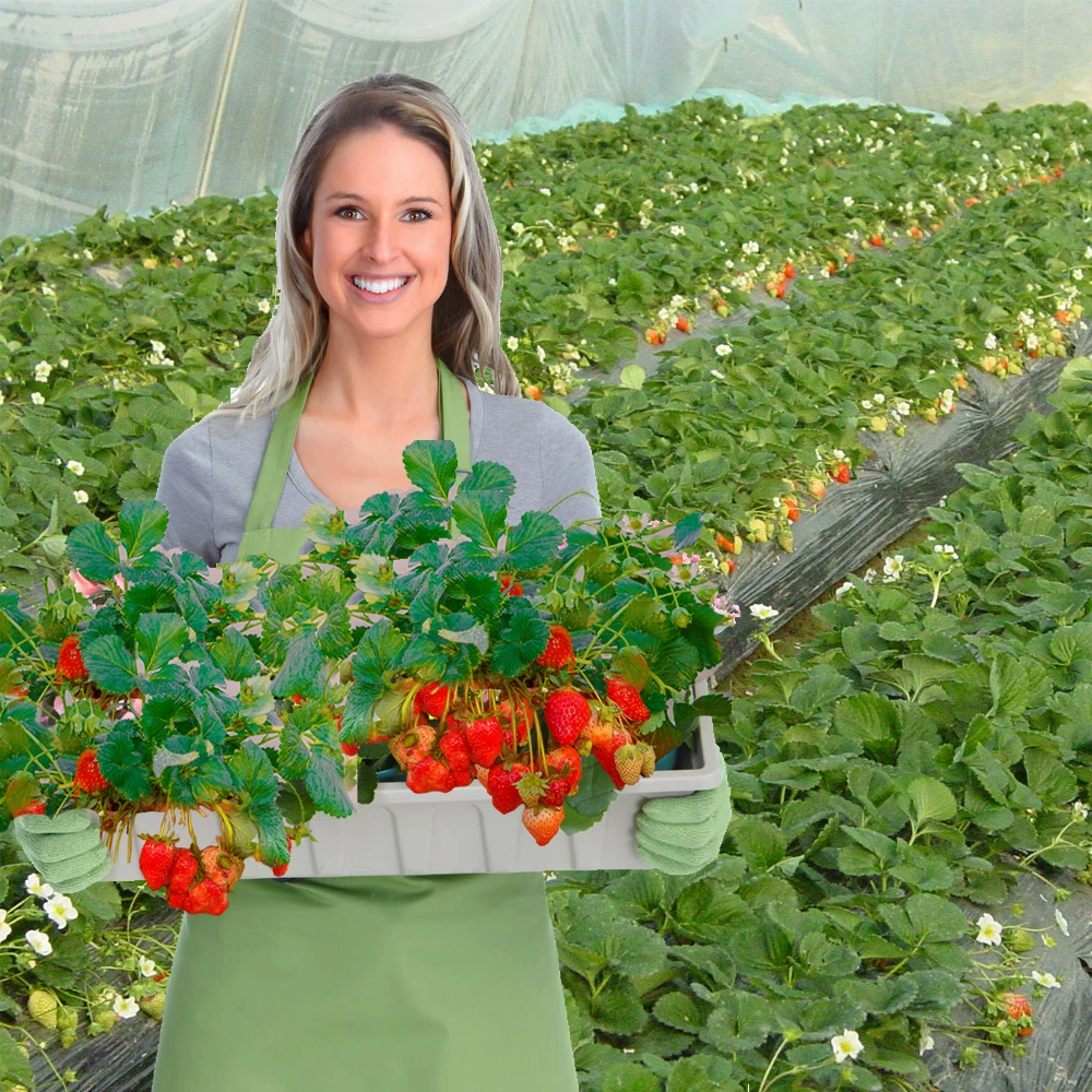 草莓肥料主图 (4)