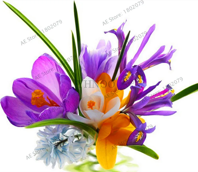 Самые низкие цены! 20 шт./пакет много разновидностей шафран flores ЦВЕТОК шафрана растения Шафран Крокус Плант бонсай растения для дома и ga