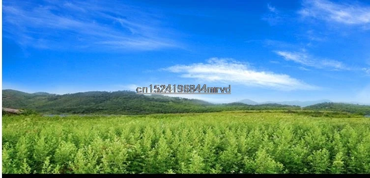 36020190302224603231