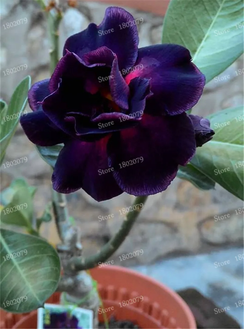7 Настоящий Adenium obesum flores, 12 шт., растения в виде Розы в пустыне, 100 видов смешанных бонсай, многолетние растения для дома и сада - Цвет: 7