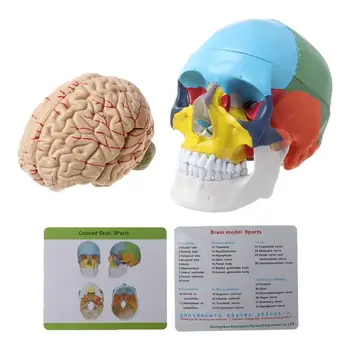 

1:1 Scale Colorful Human Adult Head Model with Brain Stem Anatomy Teaching Tool Supply