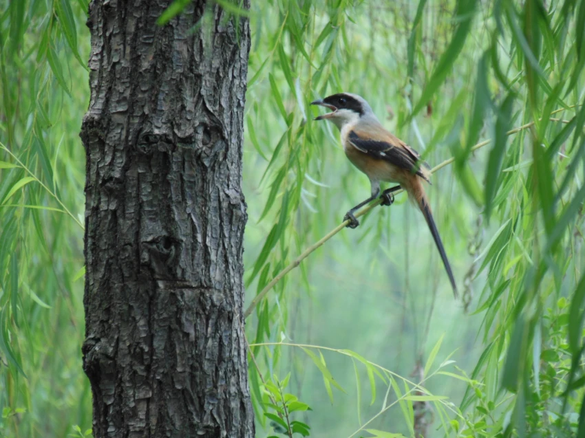 Canon-115-hs-12-1MP-4x