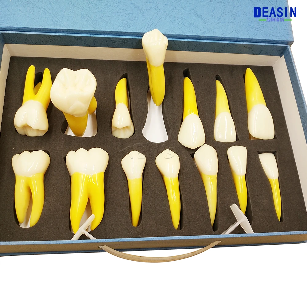 

Good Quality NEW 4 Times Permanent Anatomical / (Right 14) whole teeth model