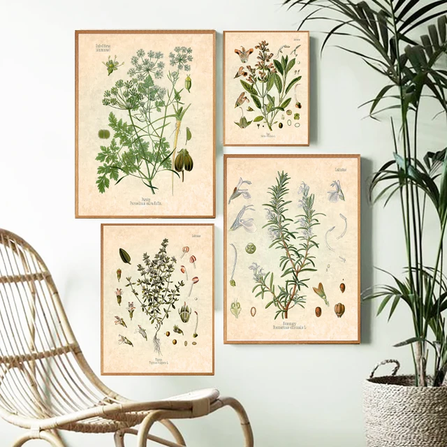 Spices Herbs Print Vintage Botanical Poster Parsley Sage Rosemary Thyme Culinary Wall Art Picture Canvas Painting Kitchen Decor