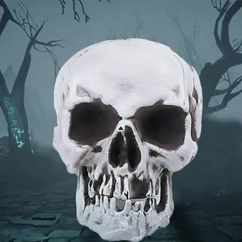 

Simulation Human Skull Model Halloween Venue Decoration Scary Skull Props House Ornaments Props Decoration Special Haunted S0Z3
