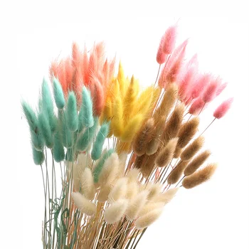 

50Pcs/Lot Natural Rabbit Tail Grass Colorful Dried Flowers for Wedding Garden Home Decoration Real Lagurus Ovatus Office Decor