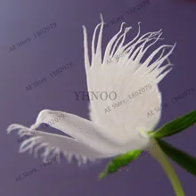 Акция! 100, японские растения "Радиата бонсай", белые растения орхидеи Эгрет, редкие виды орхидей, белые цветы, орхидеи и сад