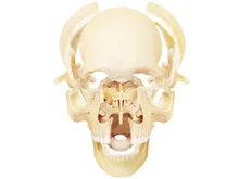 Véritable produit 4D maître éducatif assemblé jouets couleur primaire humain crâne organe anatomie médecine enseignement pour modèle(China)