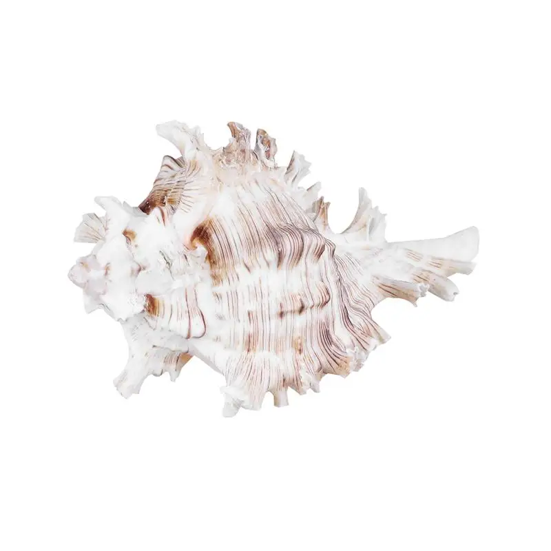 Creative Conch Shell Landscaping Exquisite Thousand Hand Snail Home Decoration Crafts Ornament For Fish Tank Pool Aquarium | Дом и сад