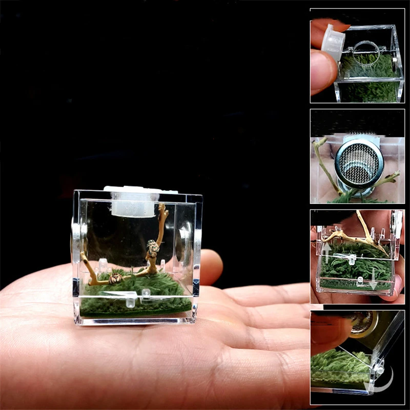 La araña viuda negra pequeño insecto transpirable terrario transparente crianza de reptiles caja acrílica Enti es acrílico montado caja Eco