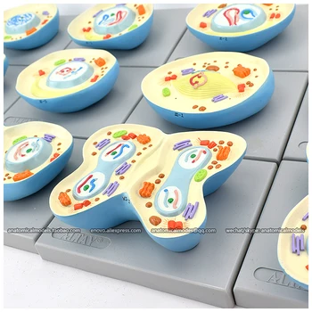 

13017/CMAM Cell Meiosis Model, Anatomical models for study
