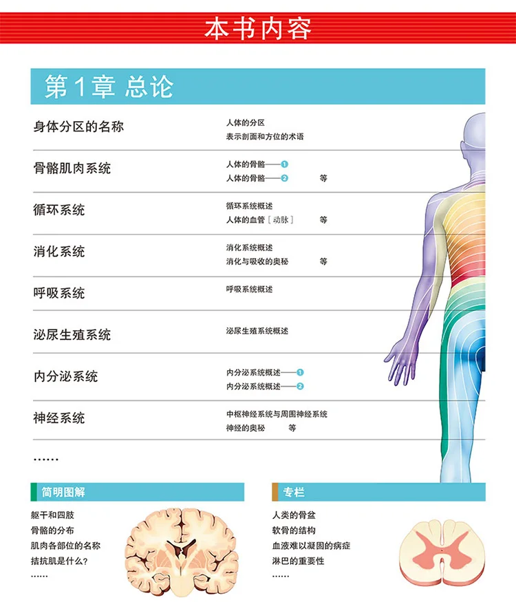 3D human anatomy diagram human muscle anatomy movement anatomy tonic partial anatomy textbook