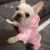 Adidog Pet Dog Clothes Spring Dog Hoodies Coat Letter Cute Small Dogs Chihuahua Pug Yorkshire Puppy Pet Hoodie Cat Clothing XXL