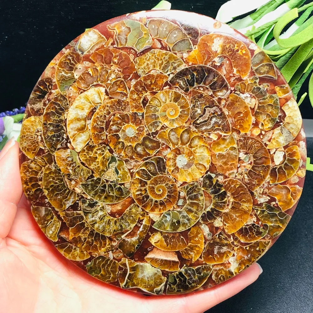 Аммонит Fossil Slice Plate Natura Shell a compassl Мадагаскар FOSSIL с лечебным действием, образцы модное свадебное украшение