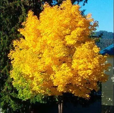 maple (2)