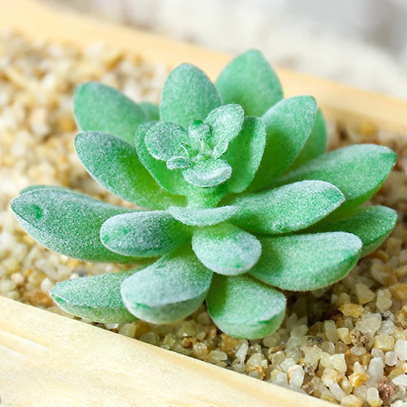 Искусственный суккулентный цветок бонсай DIY домашний сад Декор дисплей