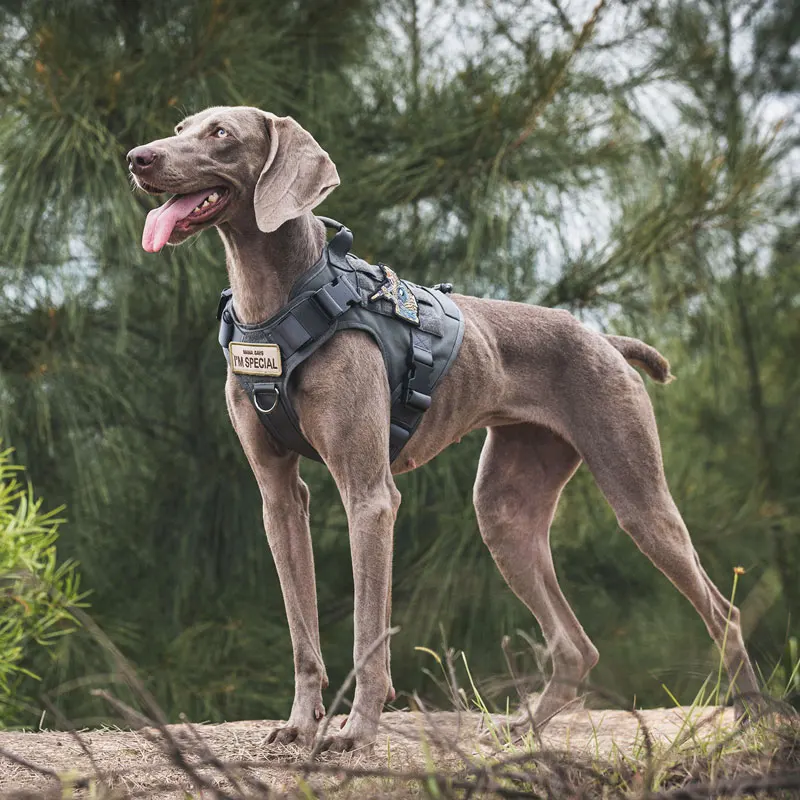 para a caça, caminhadas, caça, treinamento, para cão de serviço