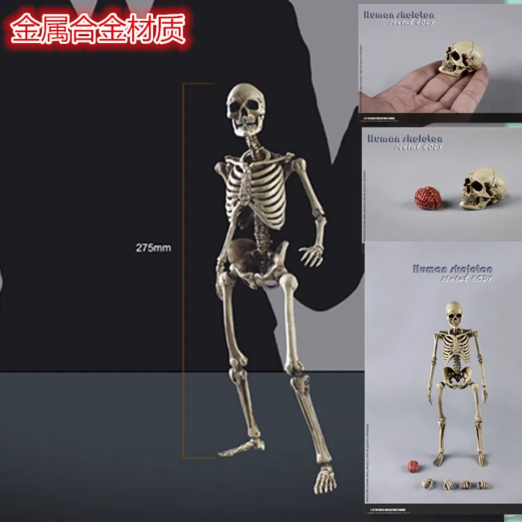 

Pre Order COOMODEL 1/6 NOBS011 THE SKELETON Alloy Skull Body for 12inch Action Figure DIY